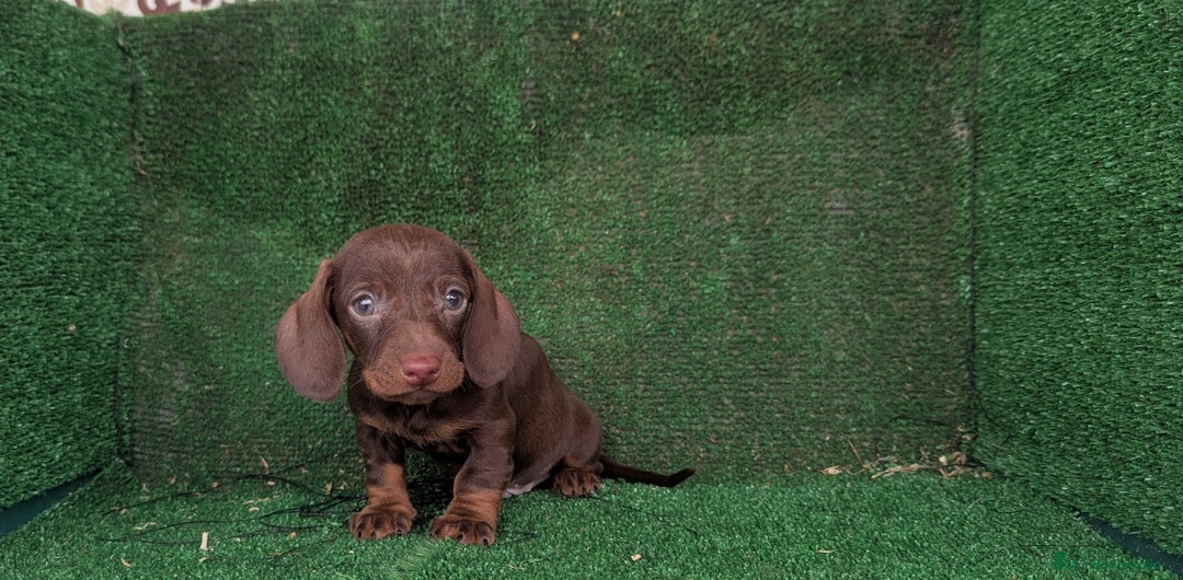 Teckel Miniatura perros en venta: Teckel miniatura  - Anuncio 3