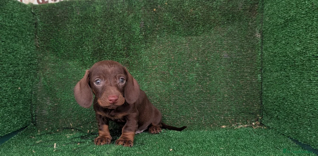 Teckel Miniatura perros en venta: Teckel miniatura  - Anuncio 3