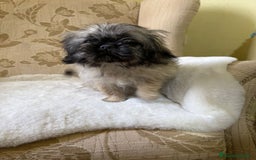 Pekinés perros en venta: Cachorros de Pekines Imperial hembras  - Imagen 15