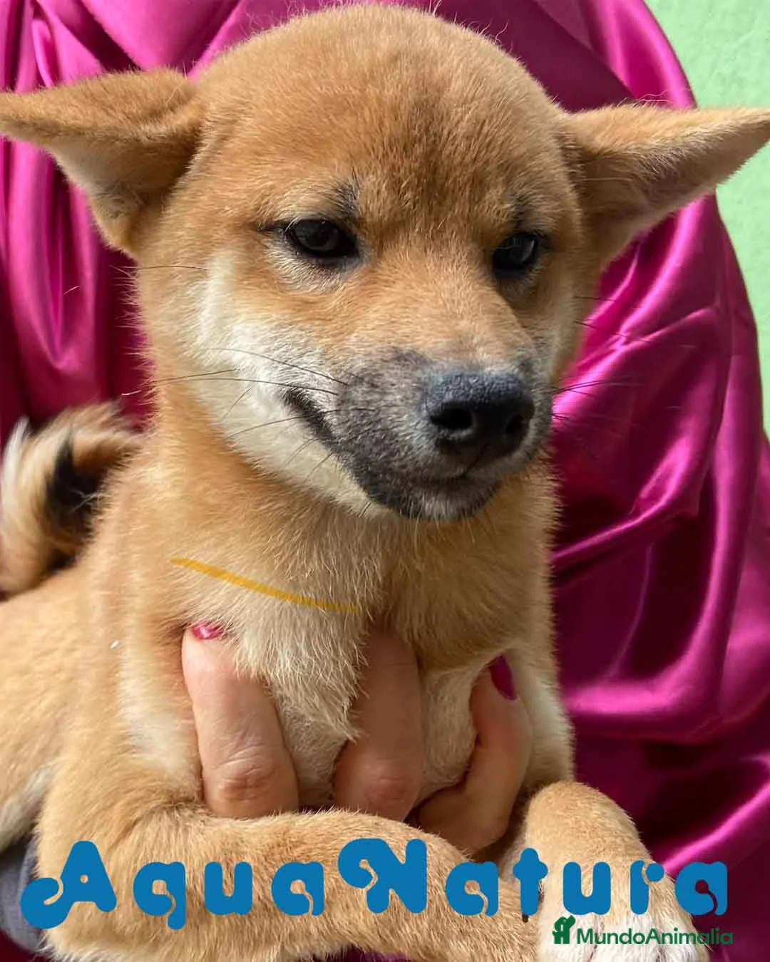 Shiba Inu perros en venta: Shiba Inu Hembra de Magy 6942 - AQUANATURA en Barcelona - Anuncio 3