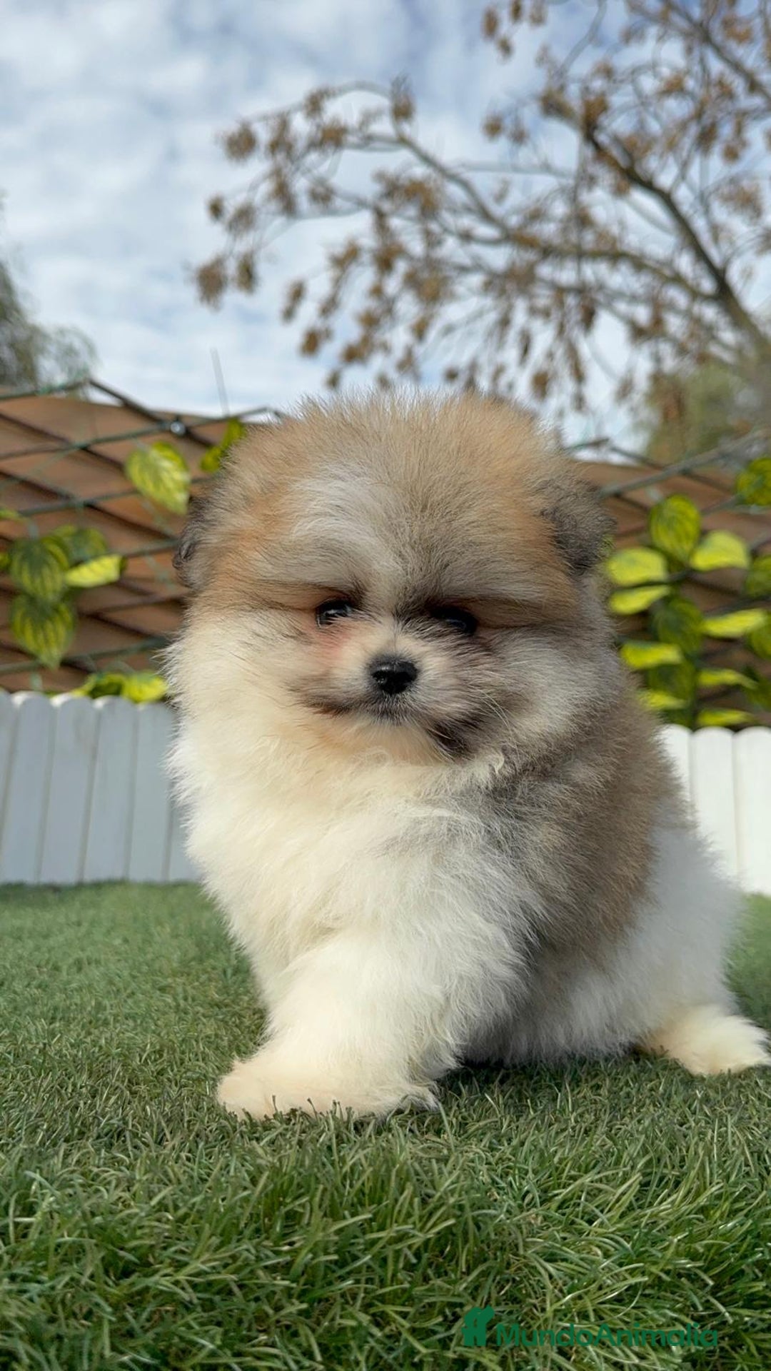 Pomerania perros en venta: POMERANIA HEMBRA - Anuncio 17