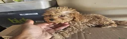 Caniche Toy perros en venta: Caniche rojo toy - Anuncio 8