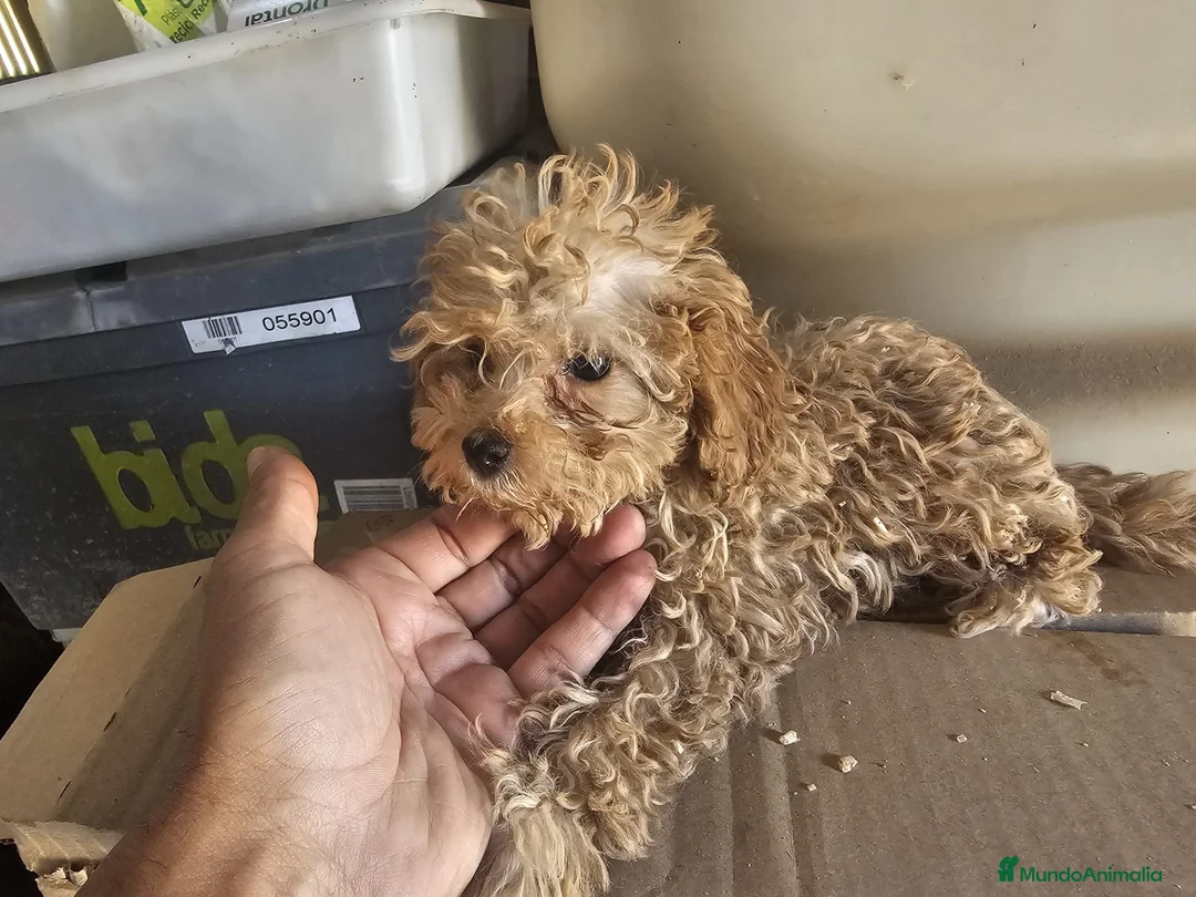 Caniche Toy perros en venta: Caniche rojo toy - Anuncio 8