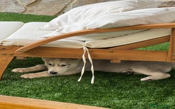 Husky Siberiano perros en venta: HUSKY Y LOBO ARTICO - Imagen 10