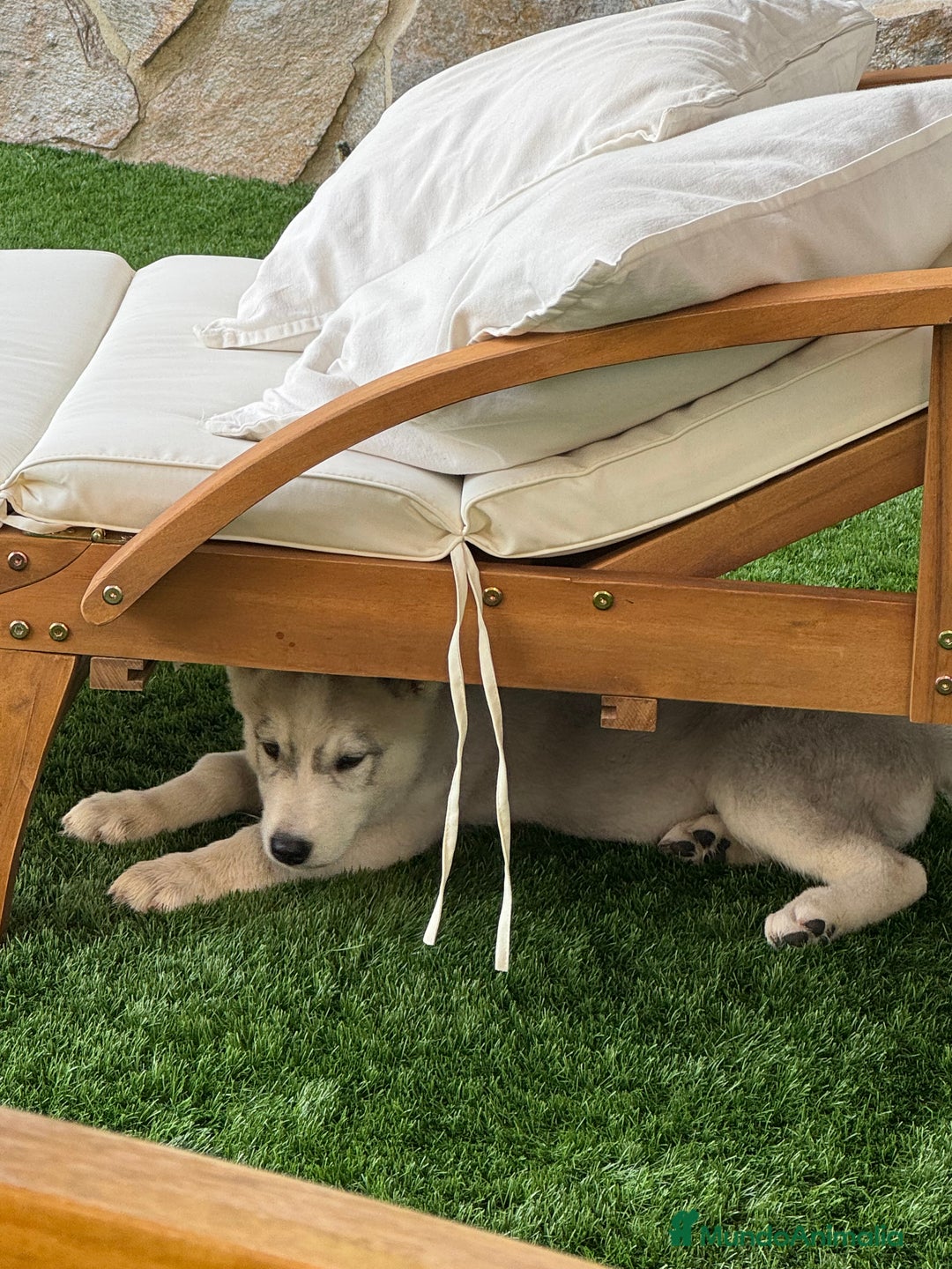 Husky Siberiano perros en venta: HUSKY Y LOBO ARTICO - Imagen 10