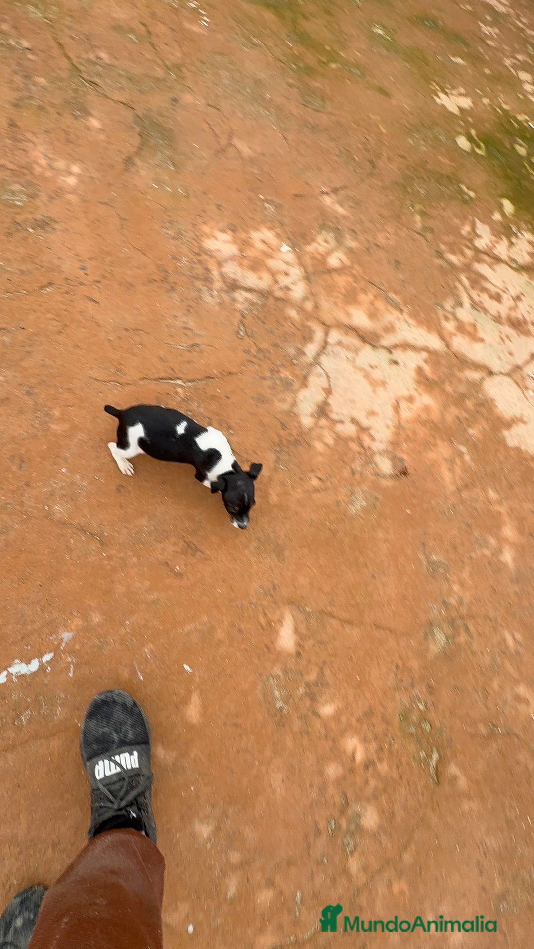 Jack Russell Terrier perros en venta: Jack Russell  - Anuncio 10