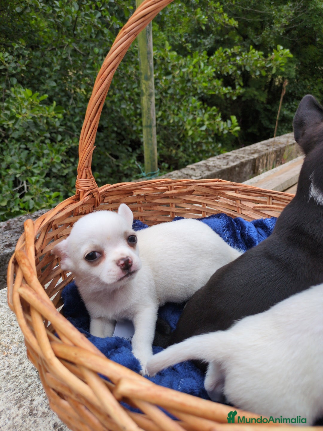 Chihuahua perros en venta: Chihuahuas toy cabeza de manzana - Imagen 25