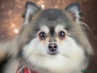 Pomsky perros Pomsky minis y minitoy - Anuncio 1
