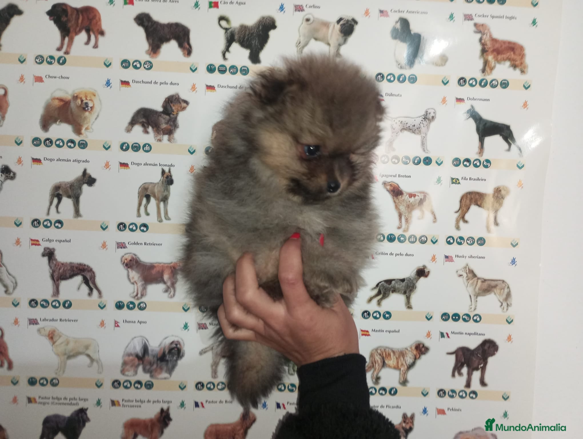 Pomerania perros Pomerania de Lulú - Anuncio 2