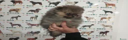 Pomerania perros en venta: Pomerania de Lulú - Anuncio 2