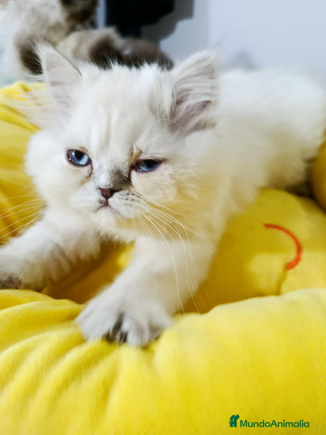 Himalayo gatos en venta: CAchorrita himalaya blue point - Anuncio 2