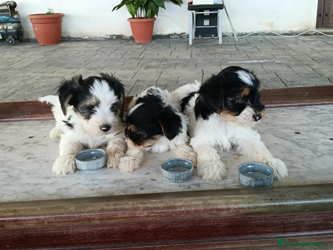 Yorkshire Terrier perros en venta: CACHORROS YORKSHIRE BIEWER TOY - Anuncio 1