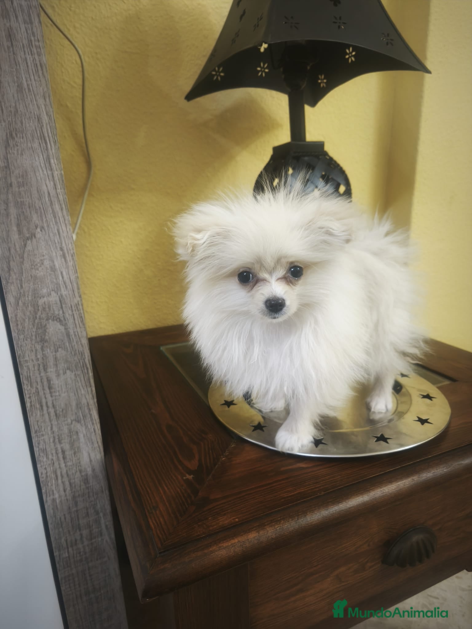 Pomerania perros Pomerania toy toy - Anuncio 33