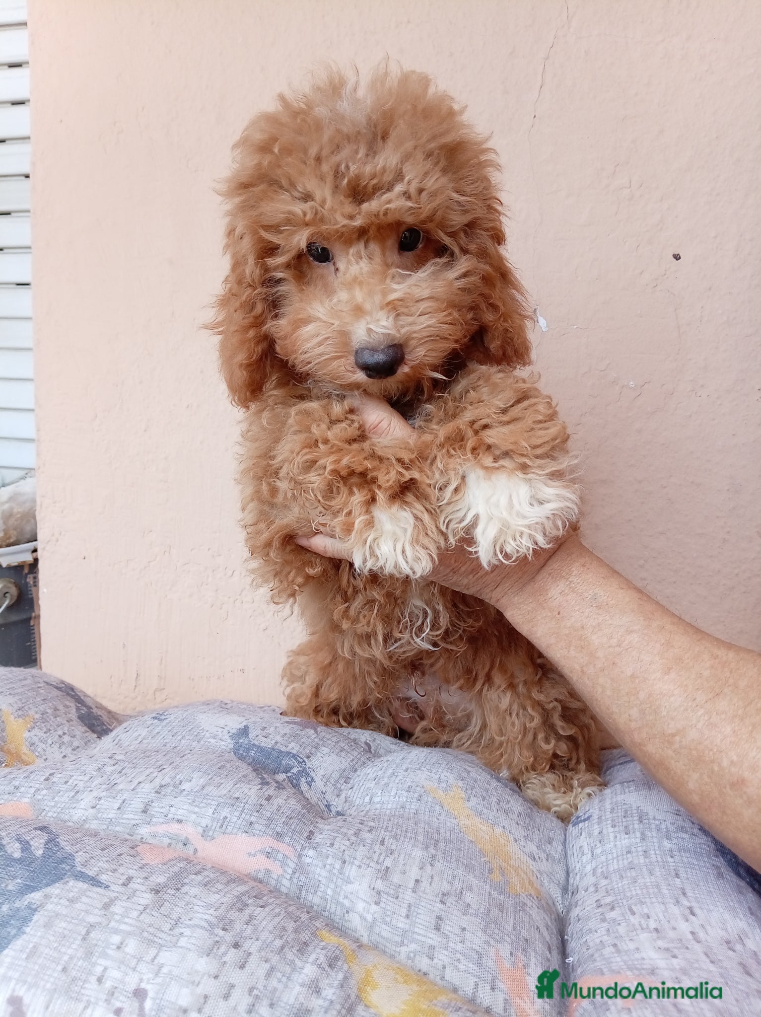 Caniche Enano perros Caniche enano - Anuncio 2