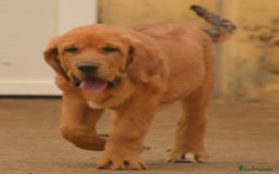 Mastín Español perros en venta: Mastín español - Imagen 3