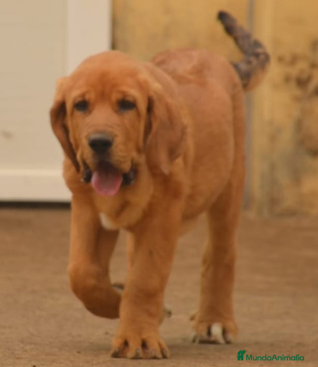 Mastín Español perros en venta: Mastín español - Imagen 3