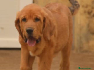 Mastín Español perros Mastín español - Anuncio 9