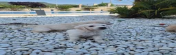 Golden Retriever perros en venta: Golden Retriever impresionantes en Girona - Anuncio 21