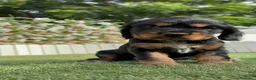 Cocker Spaniel Inglés perros en venta: COCKER SPANIEL INGLES - Anuncio 7