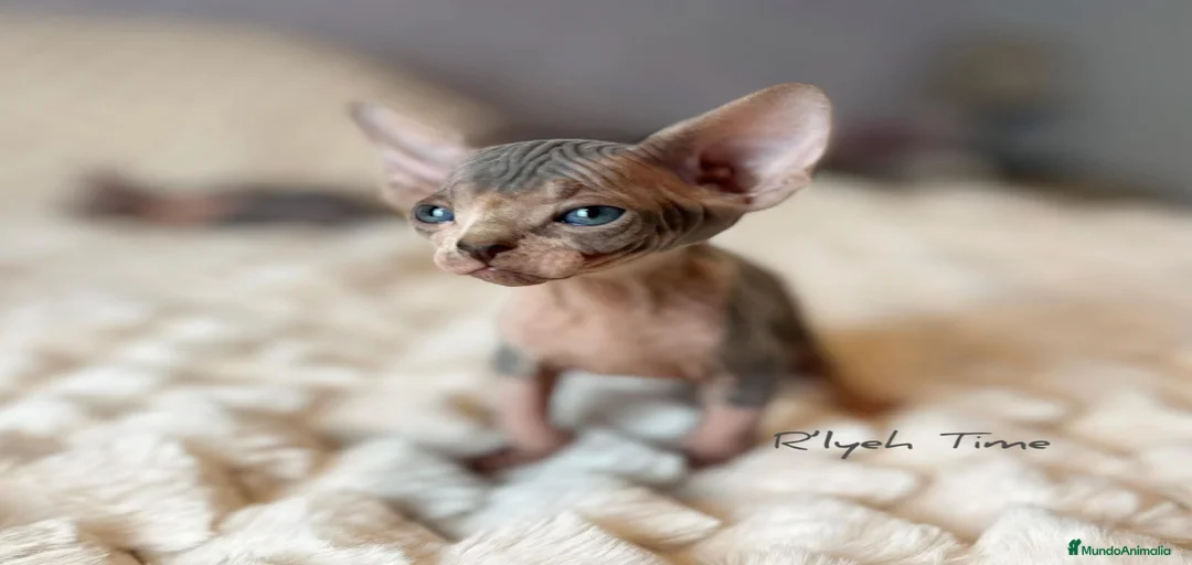 Imagen de galería {{count}}