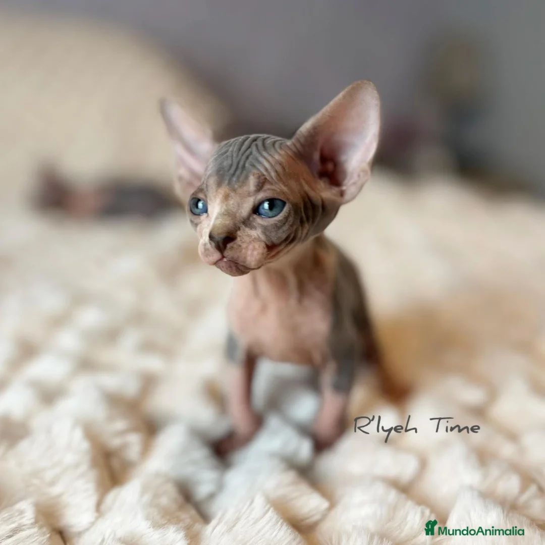 Imagen de galería {{count}}