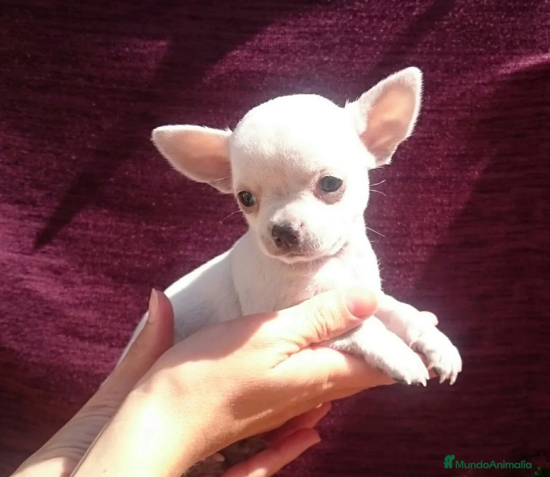 Chihuahua perros en venta: Chihuahuas - Anuncio 2