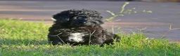 Perro de Agua Español perros en venta: PERRO DE AGUA  - Anuncio 5