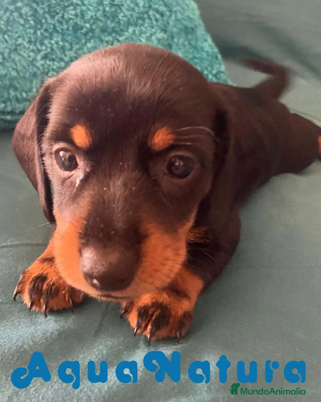 Teckel perros en venta: Teckel Hembra de Tita Junior 5843  AQUANATURA en Barcelona - Anuncio 2