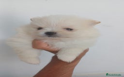 Pomerania perros en venta: Pomerania Mini  - Imagen 1