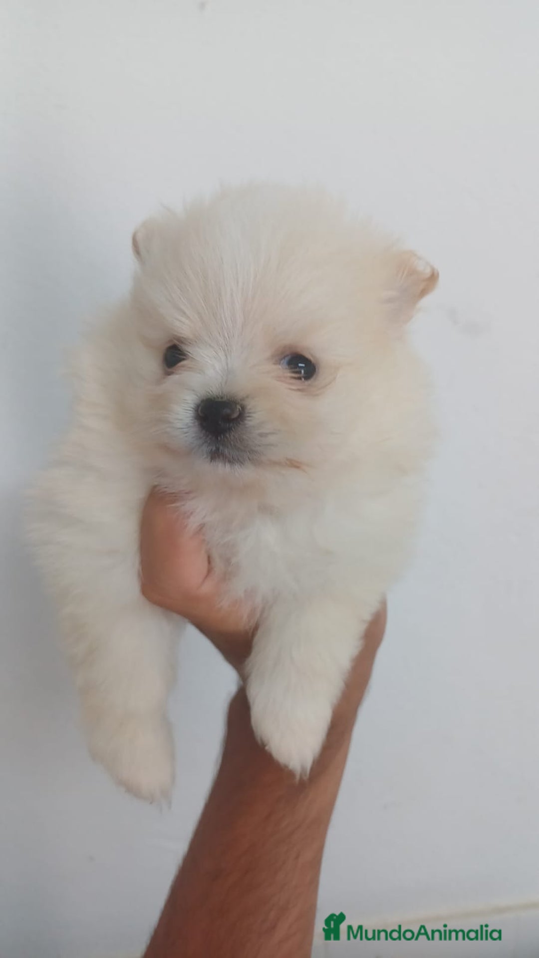 Pomerania perros en venta: Pomerania Mini  - Imagen 1