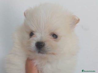 Pomerania perros - Anuncio 6