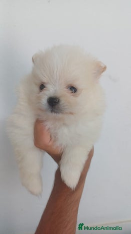 Pomerania perros - Anuncio 7