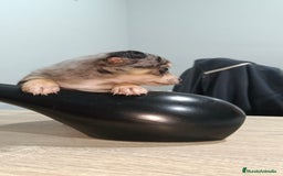 Chihuahua perros en venta: Hembra de chihuahua toys  - Anuncio 2