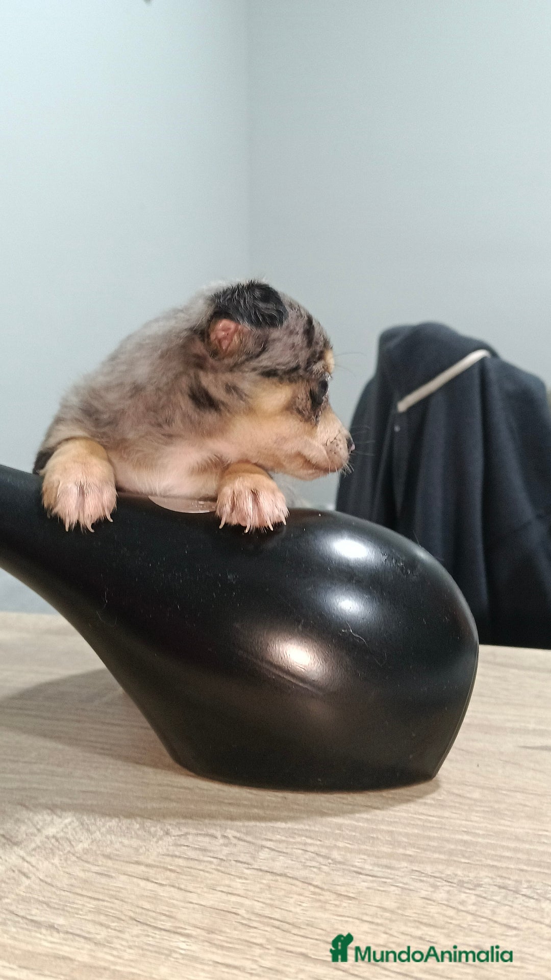 Chihuahua perros en venta: Hembra de chihuahua toys  - Anuncio 2