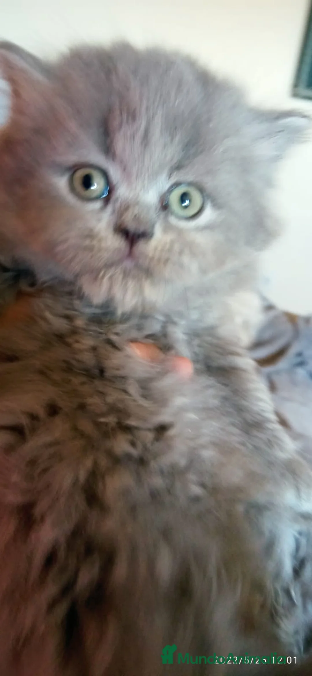 Británico de Pelo Corto Azul gatos en venta: British bebes en Barcelona - Anuncio 4