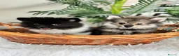 Pomerania perros en venta: POMERANIA  - Anuncio 1