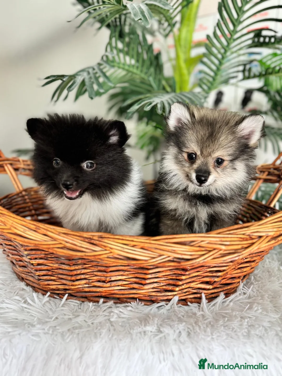 Pomerania perros en venta: POMERANIA  - Anuncio 1