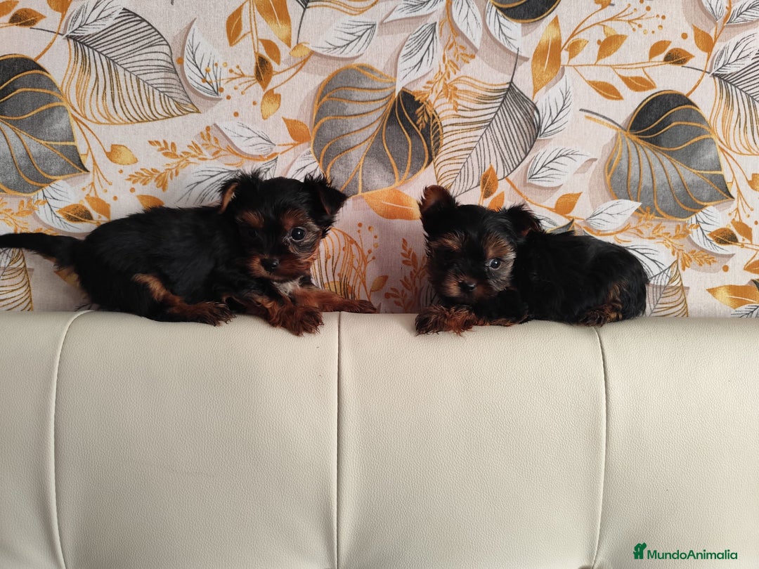 Yorkshire Terrier perros en venta: Yorkshire terrier toy - Anuncio 8