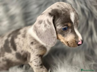 Teckel Miniatura perros en Barcelona - Anuncio 16