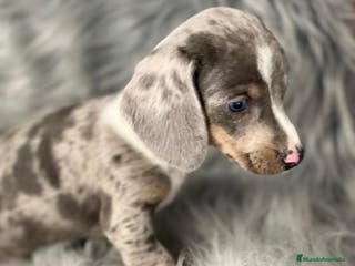 Teckel Miniatura perros Teckel miniatura en Barcelona - Anuncio 18