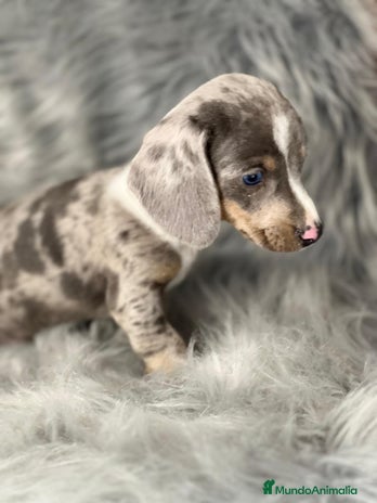 Teckel Miniatura perros en Barcelona - Anuncio 10