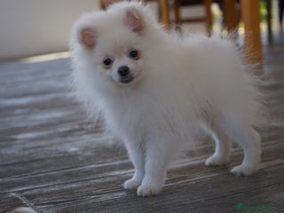 Pomerania perros - Anuncio 9