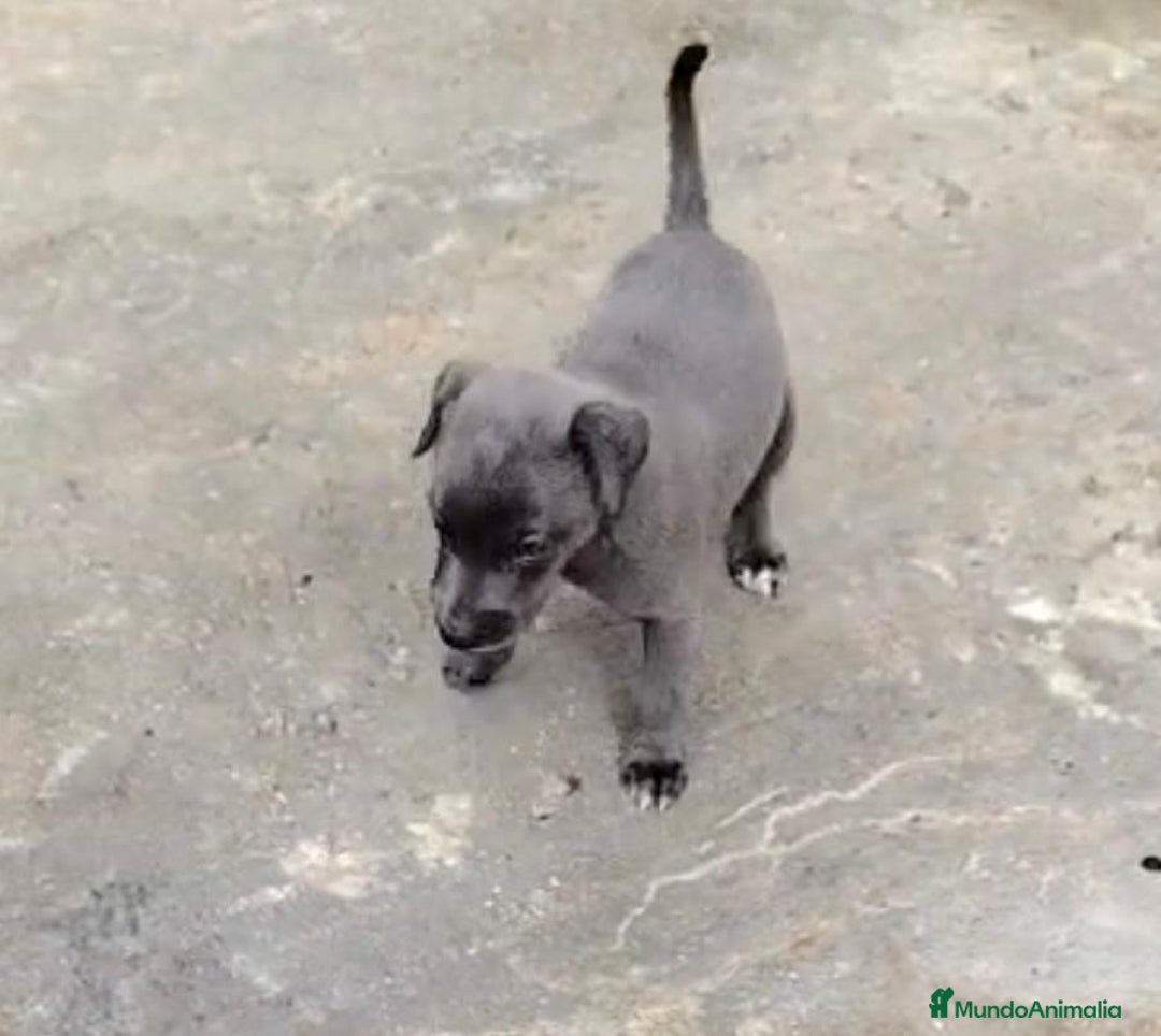 Whippet perros en venta: Whippet blue, isabela verdino - Imagen 15