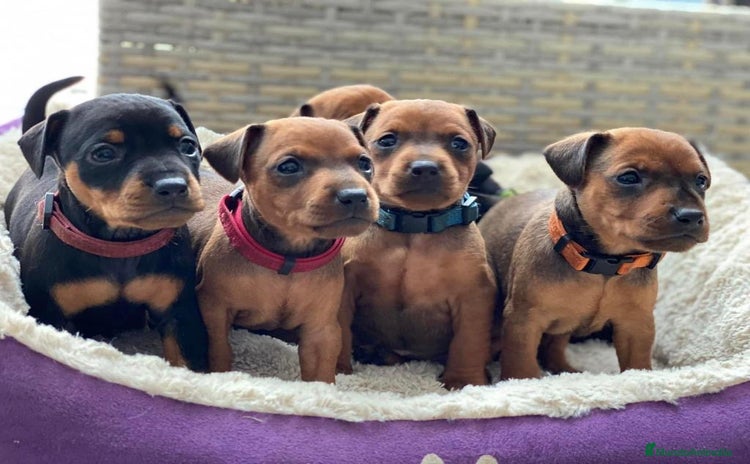 Pinscher Miniatura perros PINSCHER MINIS !!! - Anuncio 2