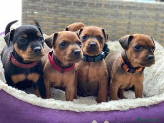 Pinscher Miniatura perros PINSCHER MINIS !!! - Anuncio 14
