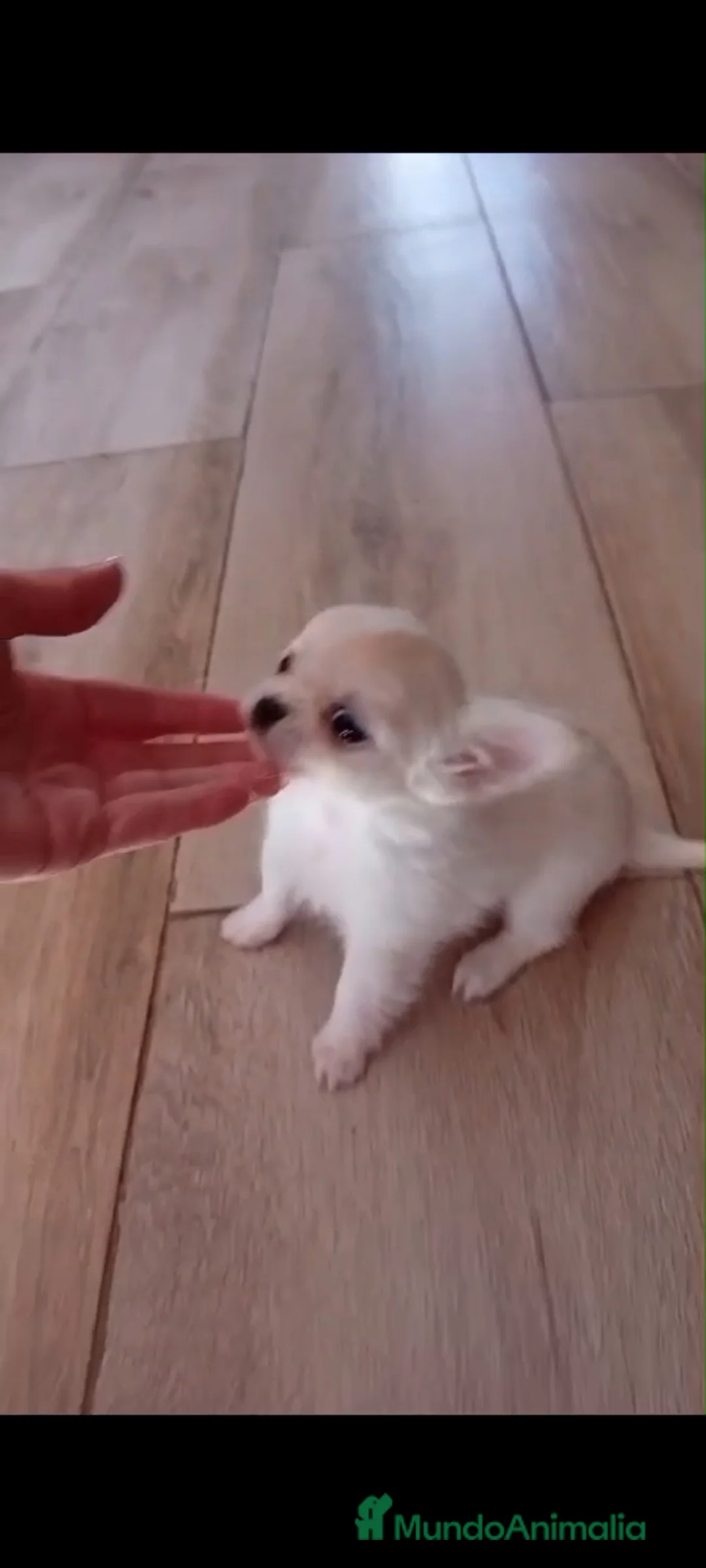 Chihuahua perros en venta: Chihuahuas miniatura  - Anuncio 6