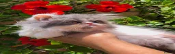 Persa gatos en venta: GATITOS PERSA - Anuncio 9