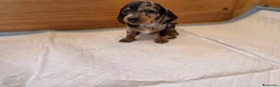 Teckel perros en venta: TECKEL MINI & KANNINCHEN - Anuncio 2