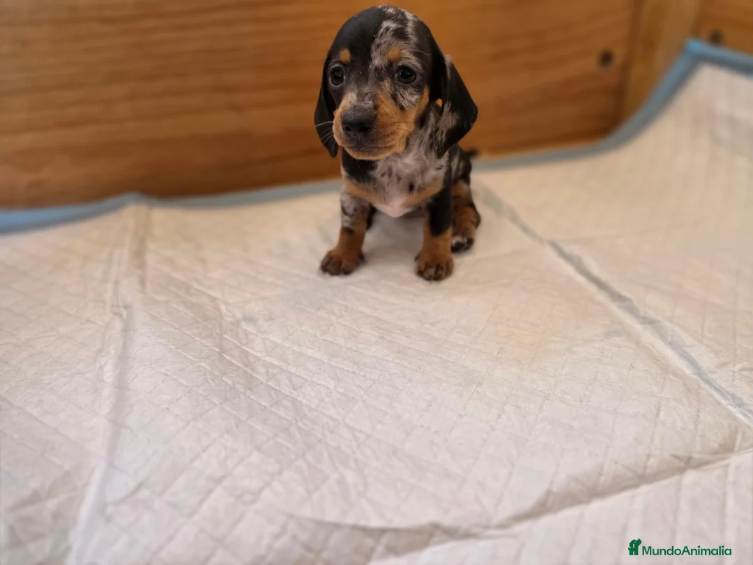 Teckel perros en venta: TECKEL MINI & KANNINCHEN - Anuncio 2