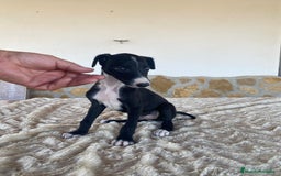 Galgo Español perros en venta: Galgo español machos - Imagen 4